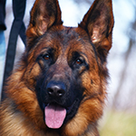 red and black german shepherd puppies for sale near me